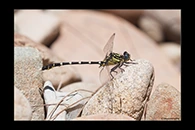PhotoID: AusDr036. Stout Vicetail (Hemigomphus heteroclytus) - male