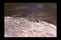 PhotoID: AusDr068. Stout Vicetail (Hemigomphus heteroclytus) - male