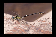 PhotoID: AusDr070. Stout Vicetail (Hemigomphus heteroclytus) - male