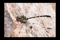 PhotoID: AusDr074. Stout Vicetail (Hemigomphus heteroclytus) - male