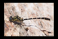 PhotoID: AusDr075. Stout Vicetail (Hemigomphus heteroclytus) - male