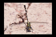 PhotoID: AusDr079. Stout Vicetail (Hemigomphus heteroclytus) - male