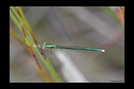 PhotoID: AusDa591. Ancient Greenling (Hemiphlebia mirabilis) - female