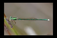 PhotoID: AusDa593. Ancient Greenling (Hemiphlebia mirabilis) - female