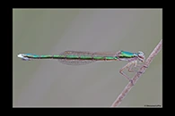 PhotoID: AusDa601. Ancient Greenling (Hemiphlebia mirabilis) - female