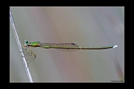 PhotoID: AusDa603. Ancient Greenling (Hemiphlebia mirabilis) - male