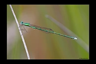 PhotoID: AusDa606. Ancient Greenling (Hemiphlebia mirabilis) - male