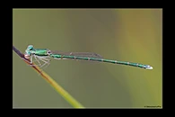 PhotoID: AusDa608. Ancient Greenling (Hemiphlebia mirabilis) - male