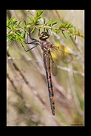 PhotoID: AusDr542. Orange Streamcruiser (Hesperocordulia berthoudi) - female