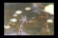 PhotoID: AusDr288. Australian Tiger (Ictinogomphus australis) - male