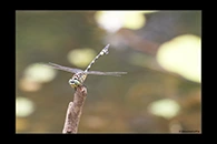PhotoID: AusDr289. Australian Tiger (Ictinogomphus australis) - male