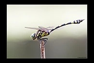 PhotoID: AusDr294. Australian Tiger (Ictinogomphus australis) - male