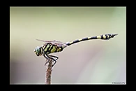 PhotoID: AusDr295. Australian Tiger (Ictinogomphus australis) - male