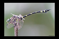 PhotoID: AusDr296. Australian Tiger (Ictinogomphus australis) - male