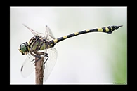 PhotoID: AusDr297. Australian Tiger (Ictinogomphus australis) - male