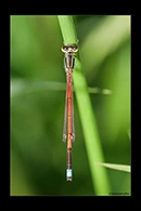 PhotoID: AusDa013. Aurora Bluetail (Ischnura aurora) - male