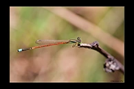 PhotoID: AusDa169. Aurora Bluetail (Ischnura aurora) - male