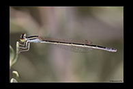 PhotoID: AusDa184. Aurora Bluetail (Ischnura aurora) - female