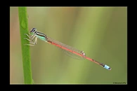 PhotoID: AusDa404. Aurora Bluetail (Ischnura aurora) - male