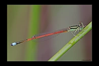 PhotoID: AusDa405. Aurora Bluetail (Ischnura aurora) - male