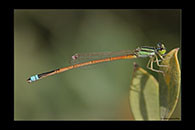 PhotoID: AusDa406. Aurora Bluetail (Ischnura aurora) - male