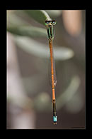 PhotoID: AusDa407. Aurora Bluetail (Ischnura aurora) - male