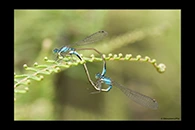 PhotoID: AusDa018. Common Bluetail (Ischnura heterosticta) - copula