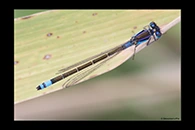 PhotoID: AusDa019. Common Bluetail (Ischnura heterosticta) - female