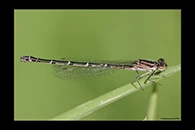 PhotoID: AusDa020. Common Bluetail (Ischnura heterosticta) - female