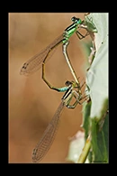 PhotoID: AusDa021. Common Bluetail (Ischnura heterosticta) - copula