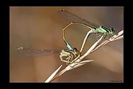 PhotoID: AusDa023. Common Bluetail (Ischnura heterosticta) - copula