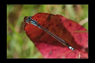 PhotoID: AusDa025. Common Bluetail (Ischnura heterosticta) - female
