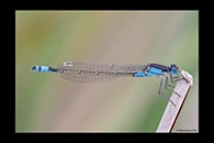 PhotoID: AusDa026. Common Bluetail (Ischnura heterosticta) - female
