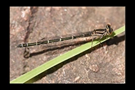 PhotoID: AusDa029. Common Bluetail (Ischnura heterosticta) - female