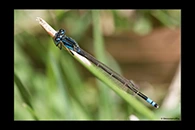PhotoID: AusDa052. Common Bluetail (Ischnura heterosticta) - male
