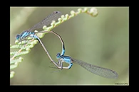 PhotoID: AusDa054. Common Bluetail (Ischnura heterosticta) - copula