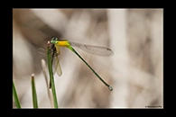 PhotoID: AusDa292. Colourful Bluetail (Ischnura pruinescens) - female