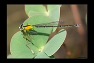 PhotoID: AusDa294. Colourful Bluetail (Ischnura pruinescens) - female