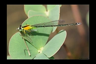 PhotoID: AusDa295. Colourful Bluetail (Ischnura pruinescens) - female