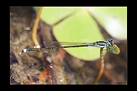 PhotoID: AusDa296. Colourful Bluetail (Ischnura pruinescens) - male