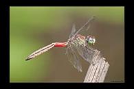 PhotoID: AusDr240. Australian Slimwing (Lathrecista asiatica festa) - male
