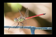 PhotoID: AusDr241. Australian Slimwing (Lathrecista asiatica festa) - male
