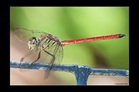 PhotoID: AusDr242. Australian Slimwing (Lathrecista asiatica festa) - male
