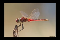 PhotoID: AusDr474. Wandering Pennant (Macrodiplax cora) - male