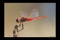 PhotoID: AusDr475. Wandering Pennant (Macrodiplax cora) - male