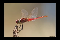 PhotoID: AusDr476. Wandering Pennant (Macrodiplax cora) - male