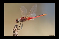 PhotoID: AusDr477. Wandering Pennant (Macrodiplax cora) - male