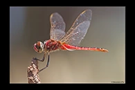 PhotoID: AusDr479. Wandering Pennant (Macrodiplax cora) - male