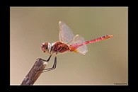 PhotoID: AusDr482. Wandering Pennant (Macrodiplax cora) - male
