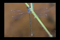 PhotoID: AusDa036. Stream Flatwing (Miniargiolestes minimus) - male